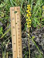 Image of golden colicroot