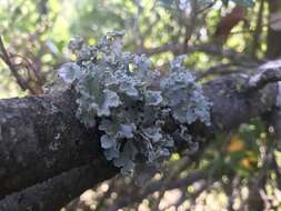 Image of parmotrema lichen