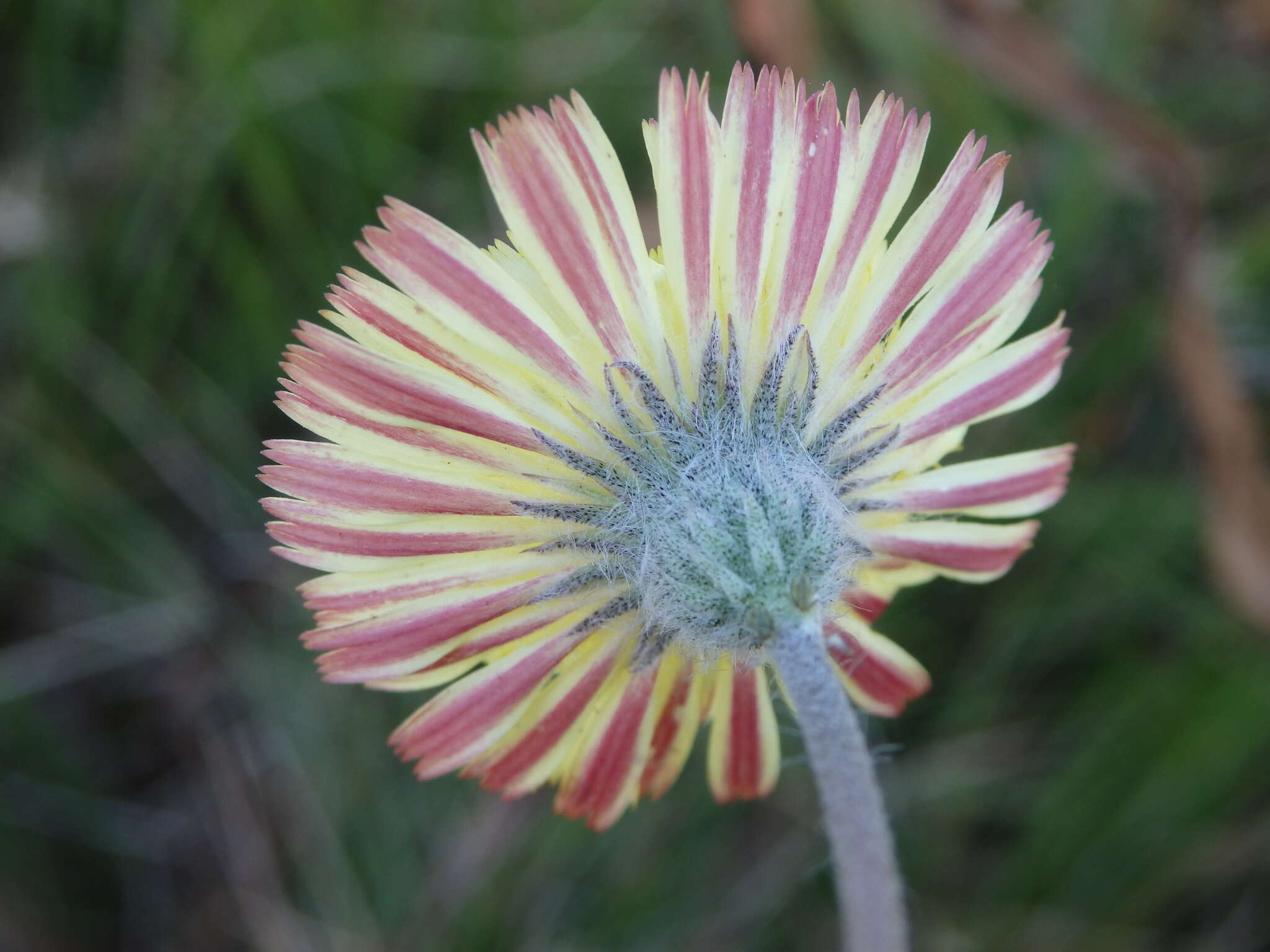 صورة Pilosella pseudopilosella (Ten.) Sojak