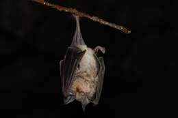 Image of Mediterranean Horseshoe Bat