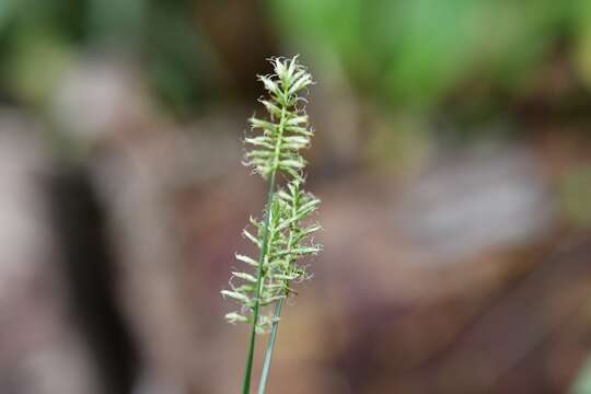 Image of hermaphrodite flatsedge