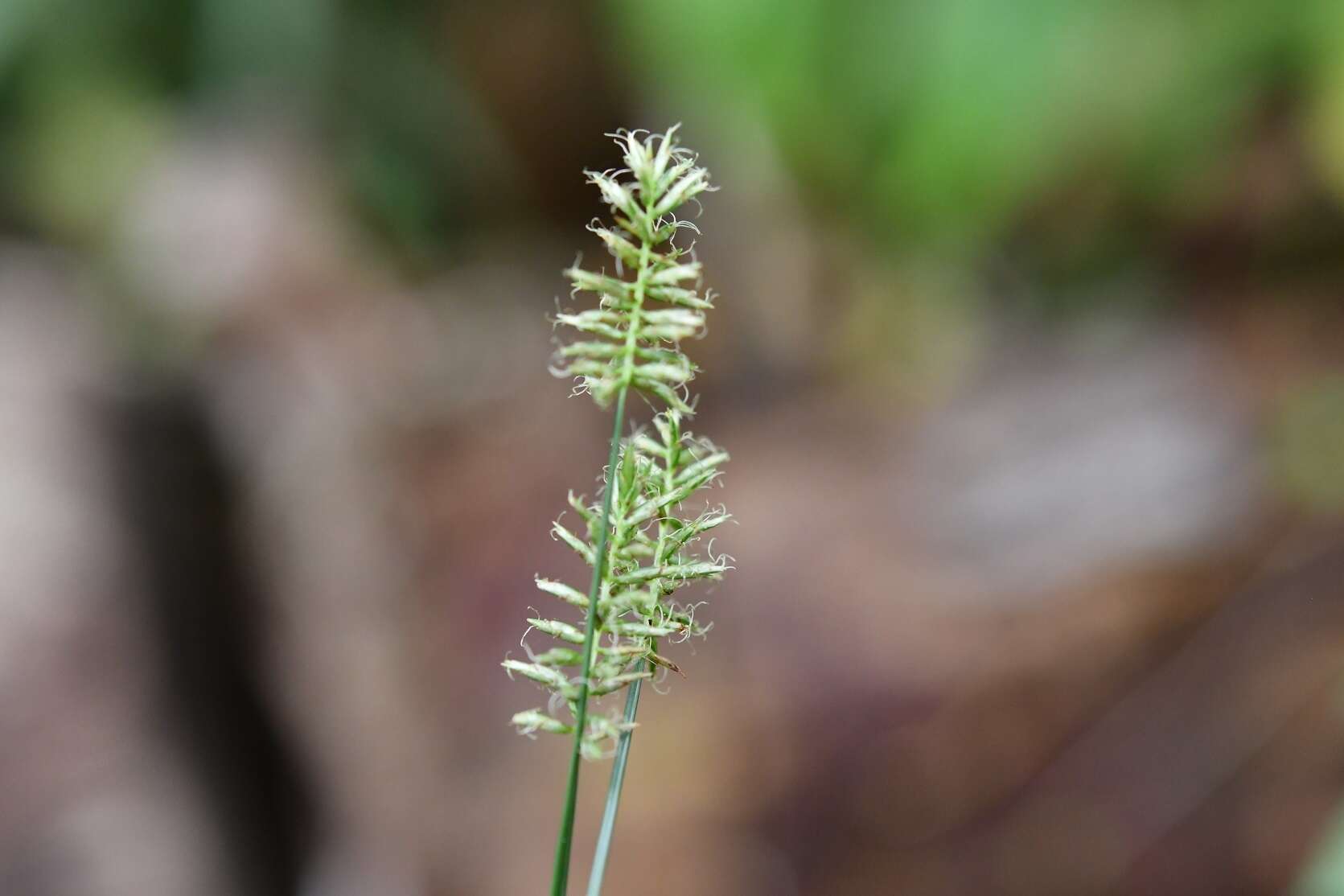 Слика од Cyperus hermaphroditus (Jacq.) Standl.