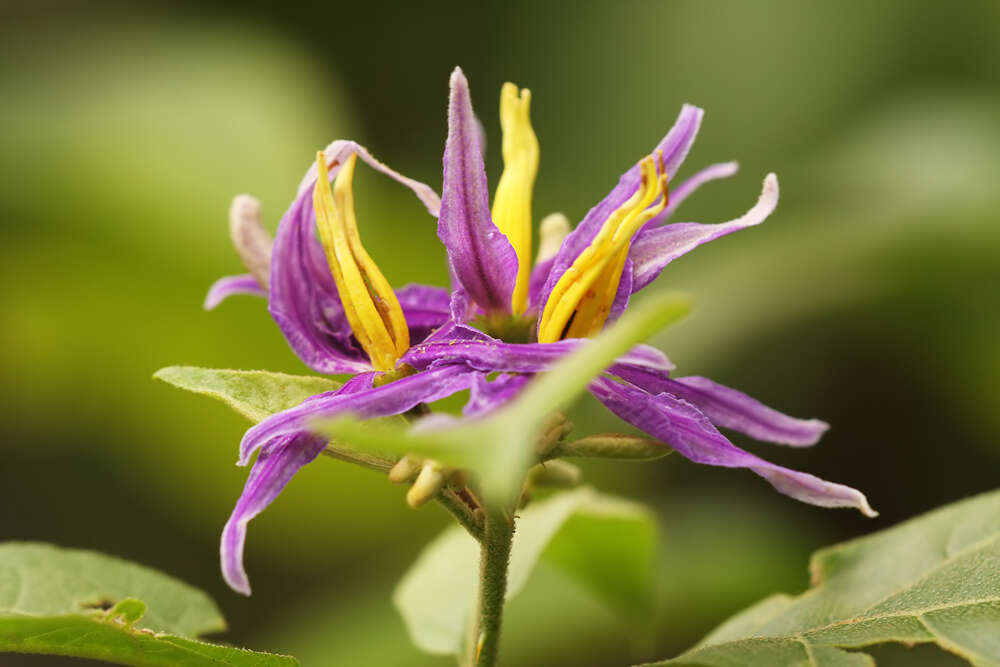 Image of Solanum subinerme Jacq.