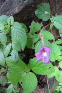 Imagem de Achimenes grandiflora (Schiede) DC.