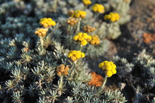 Image of Helichrysum galpinii N. E. Brown