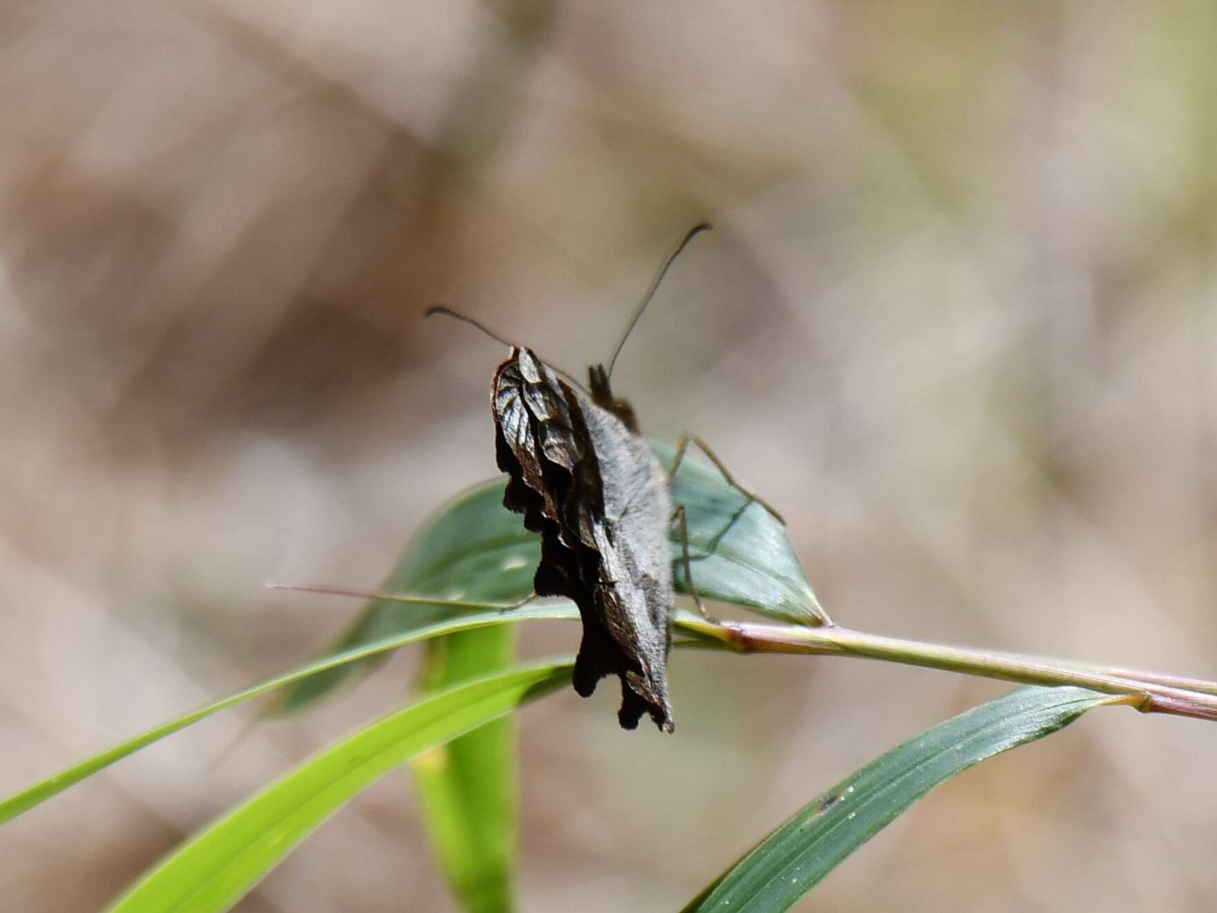 Image of Lasiophila zapatoza semipartita Weymer 1911