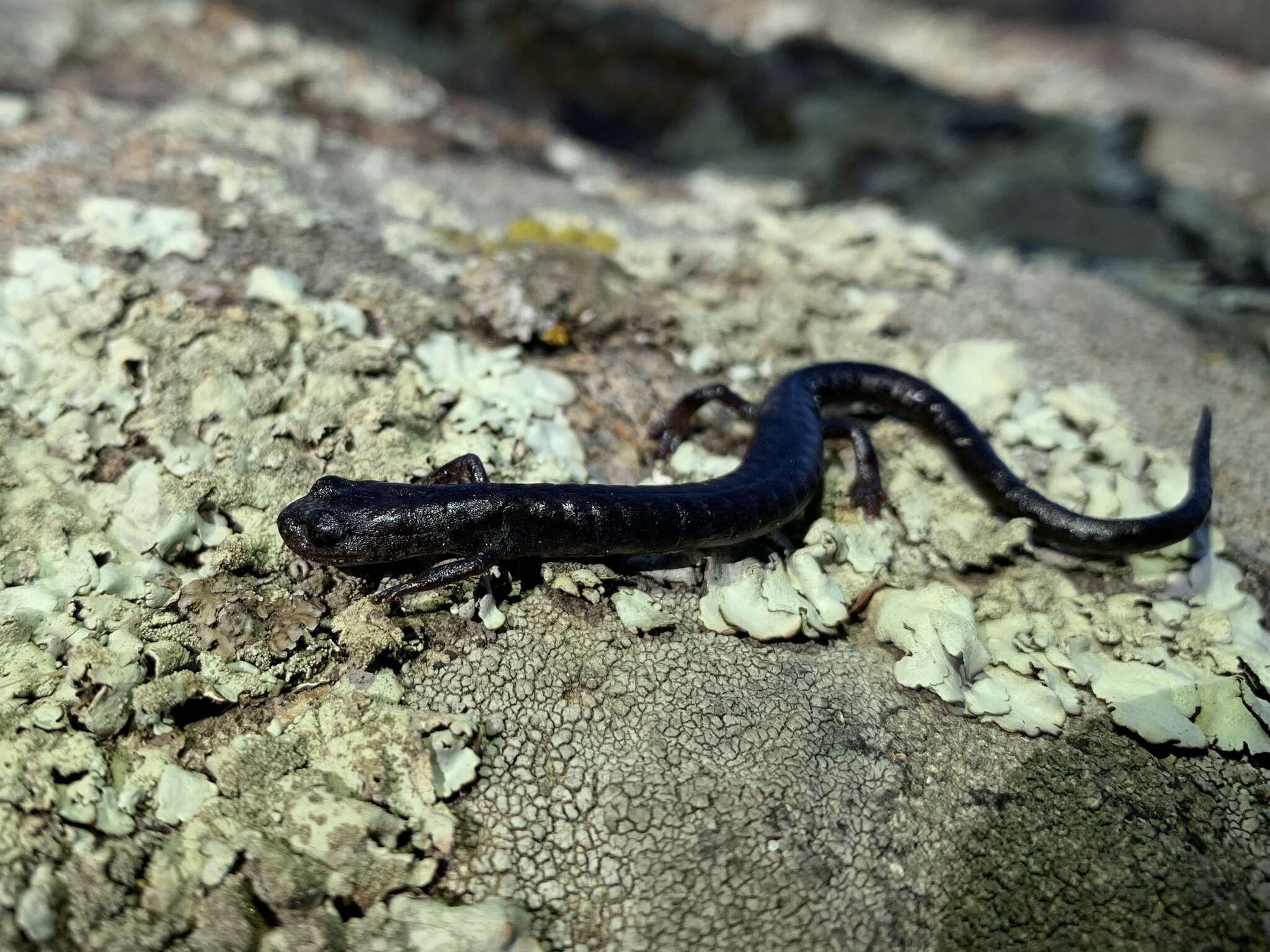 Image of Tehachapi Slender Salamander