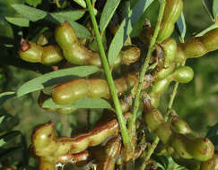 Image of Indigofera cryptantha subsp. cryptantha