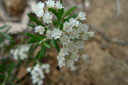 Image de Ozothamnus conditus (Wakef.) A. A. Anderberg