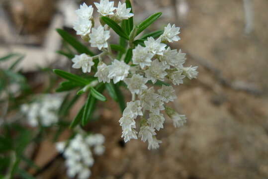 Ozothamnus conditus (Wakef.) A. A. Anderberg resmi