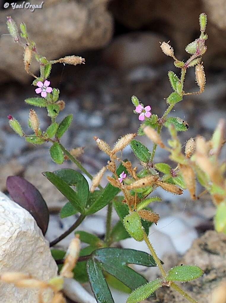 Image of Silene sedoides Poir.