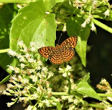 Antillea pelops Drury 1773 resmi