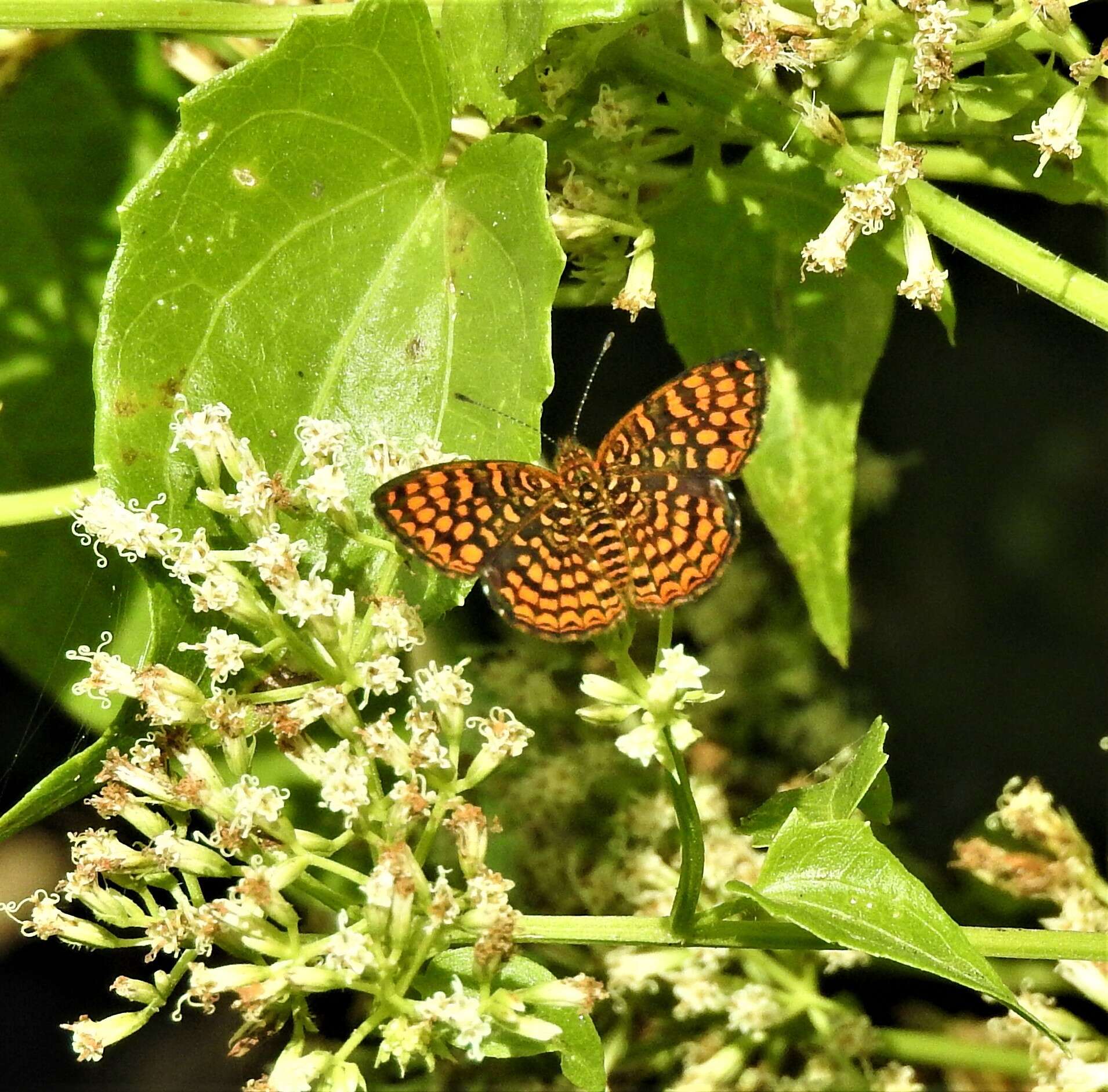 Image of Antillea pelops Drury 1773