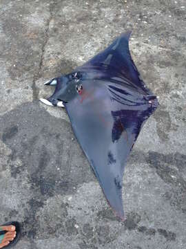 Image of Devil fish