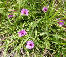 Image of Ipomoea oenotherae (Vatke) Hall. fil.