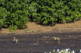 Image of Eurasian Wolf