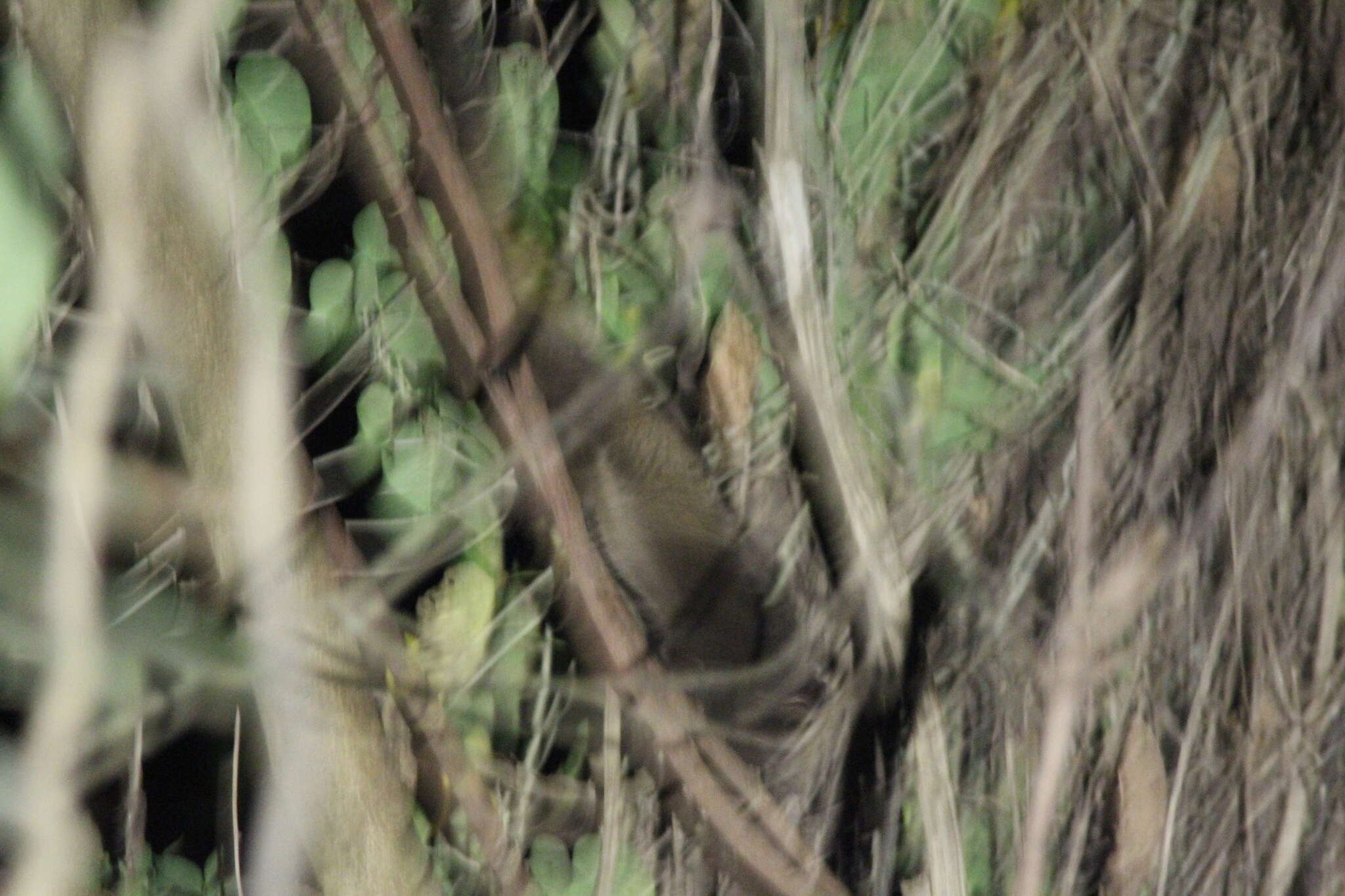 Image of Brown Palm Civet