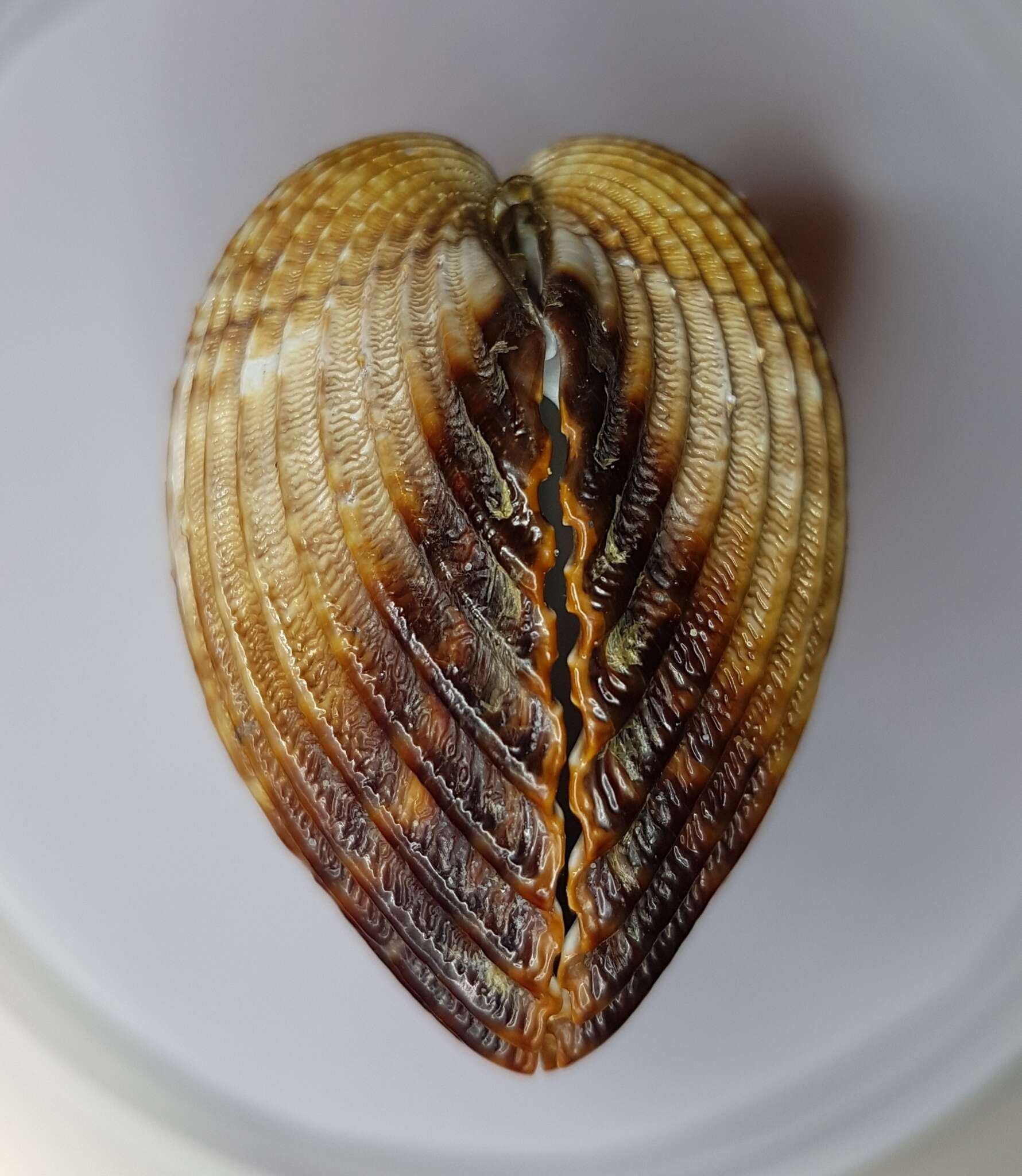 Image of Moroccan cockle