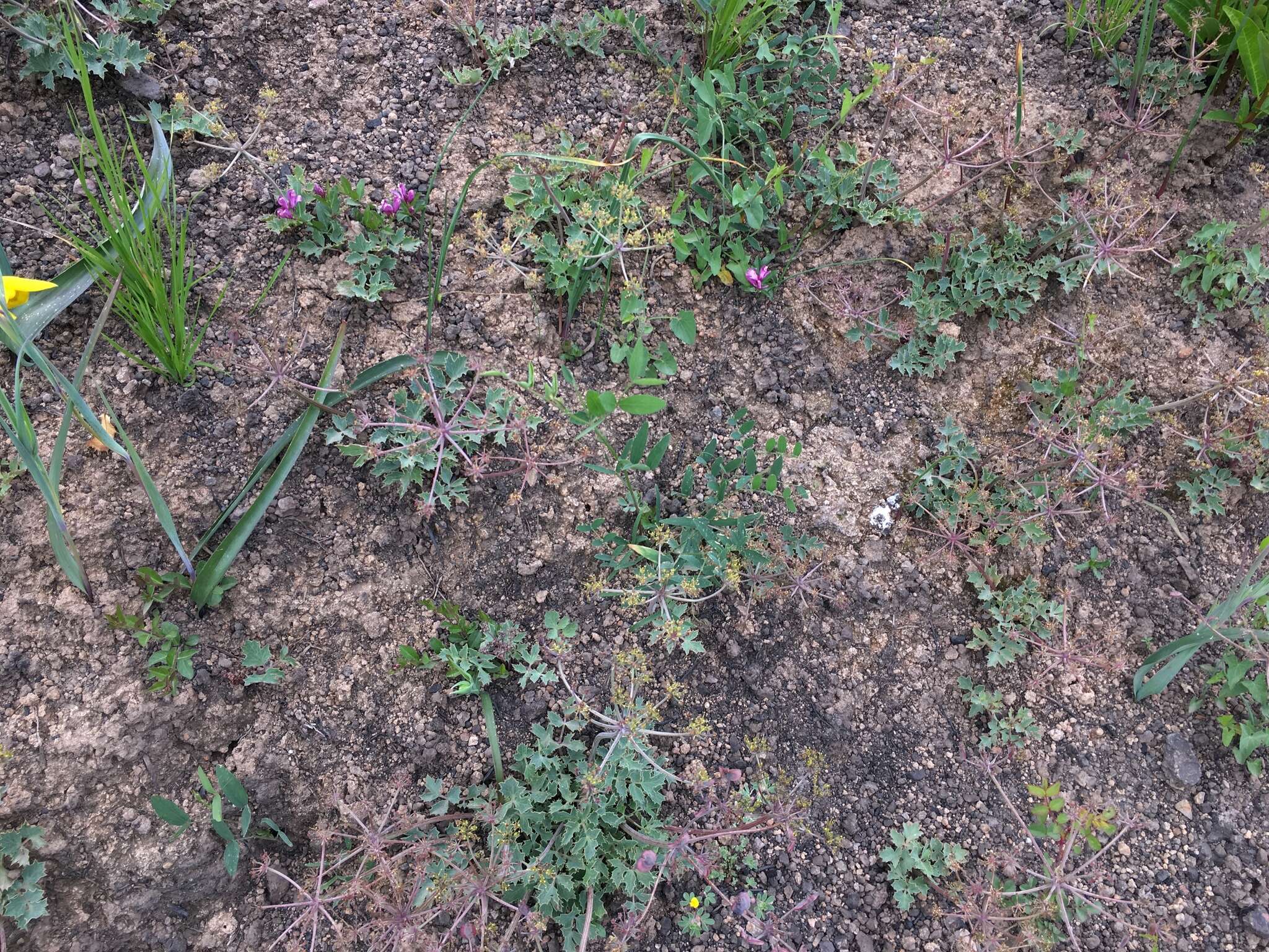 Слика од Lomatium repostum (Jepson) Mathias