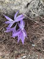 Imagem de Colchicum variegatum L.