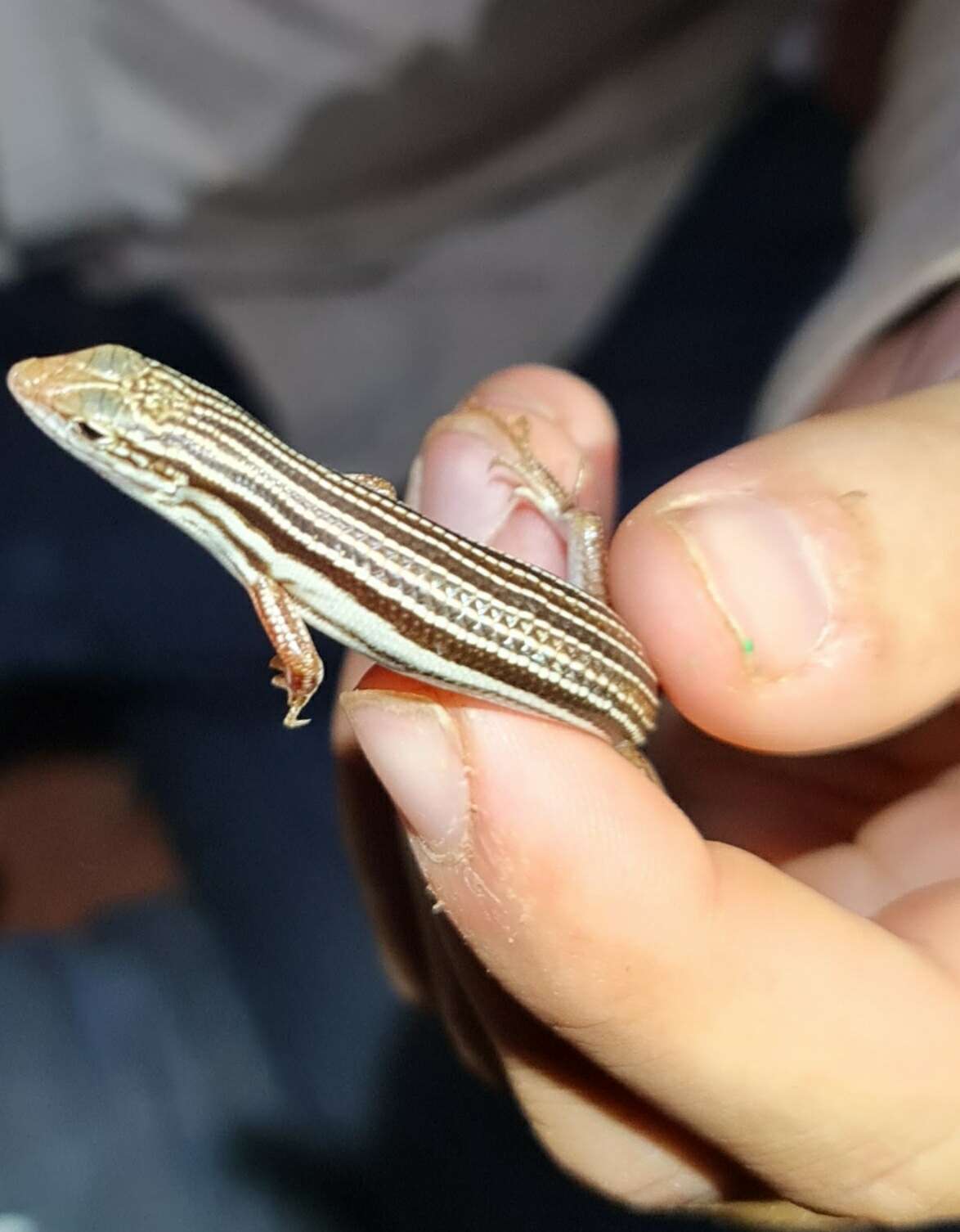 Image of Orange-tailed Finesnout Ctenotus