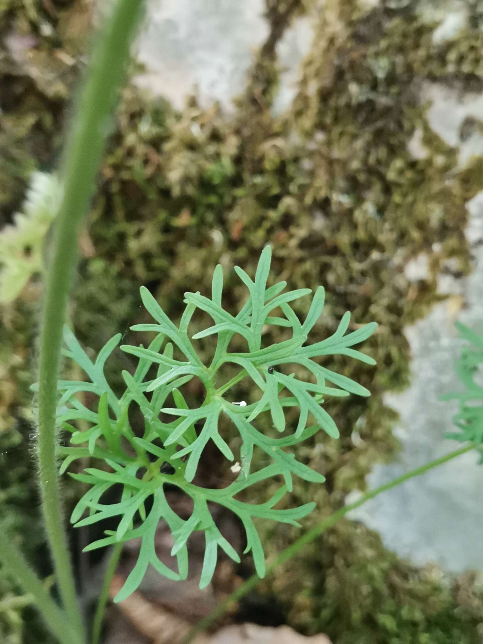 Image of Ranunculus millefoliatus Vahl