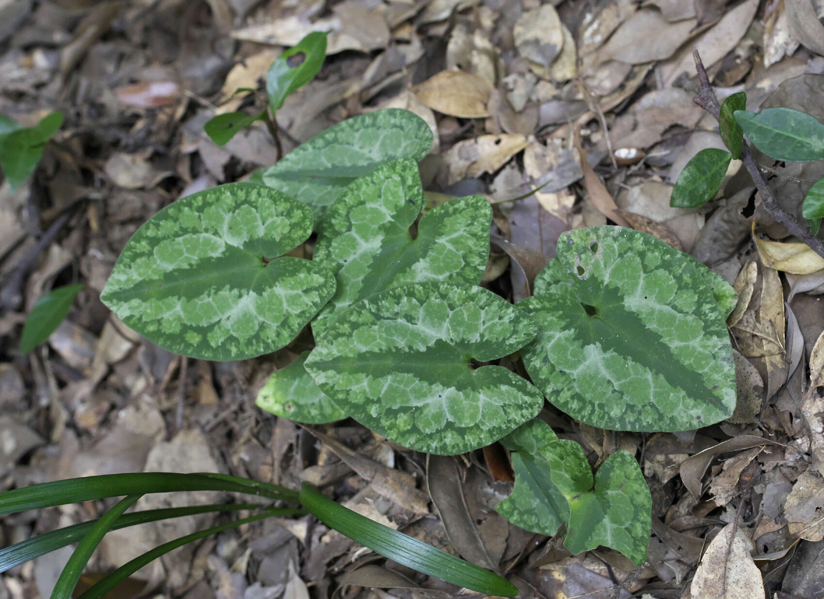 Image of Asarum nipponicum Maekawa