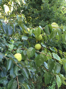 Image of Osage-orange