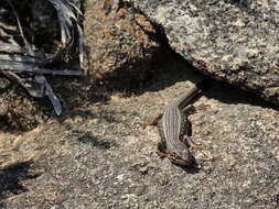 Image of White's Rock-skink