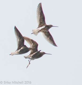 Image of Dowitcher