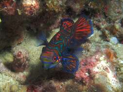 Image of Mandarinfish