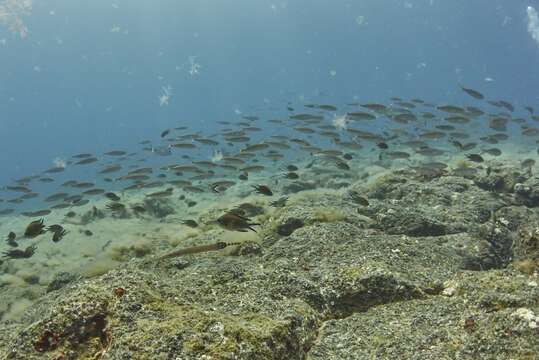 Image of Atlantic cornetfish