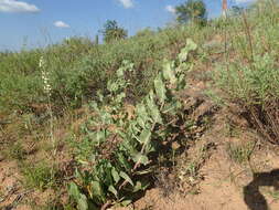 Imagem de Asclepias arenaria Torr.