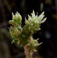 Image of Sedum laconicum Boiss.