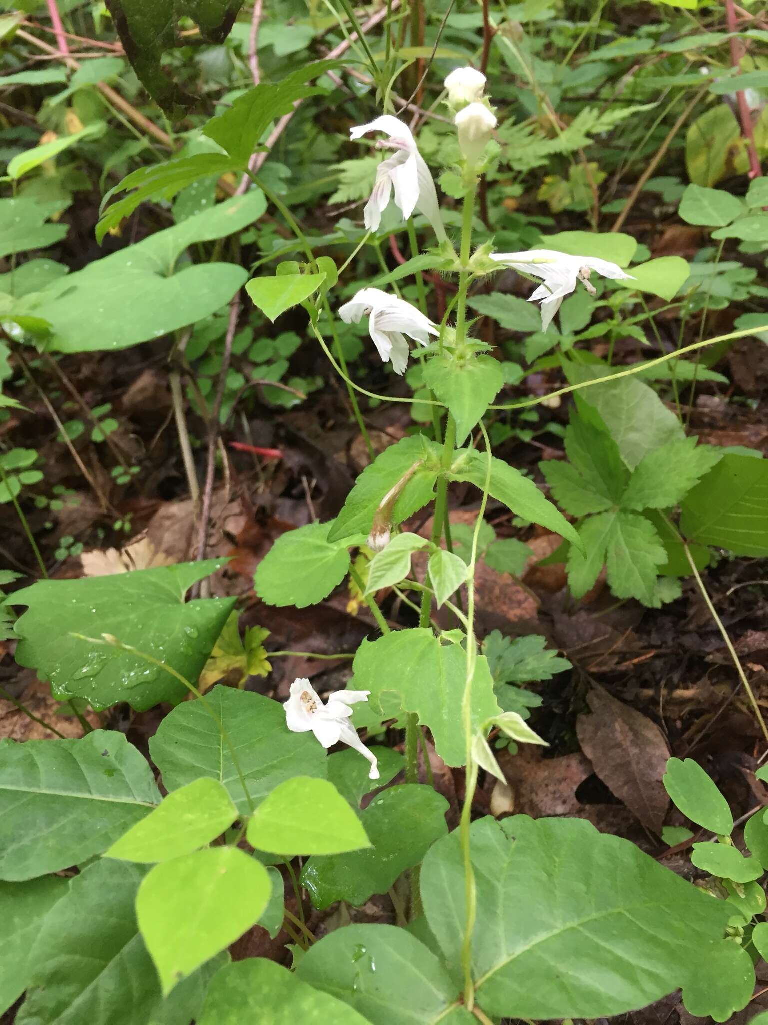 Image of Guyandotte-Beauty