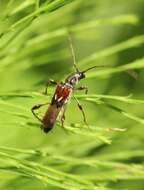 Image of Spruce Shortwing Beetle