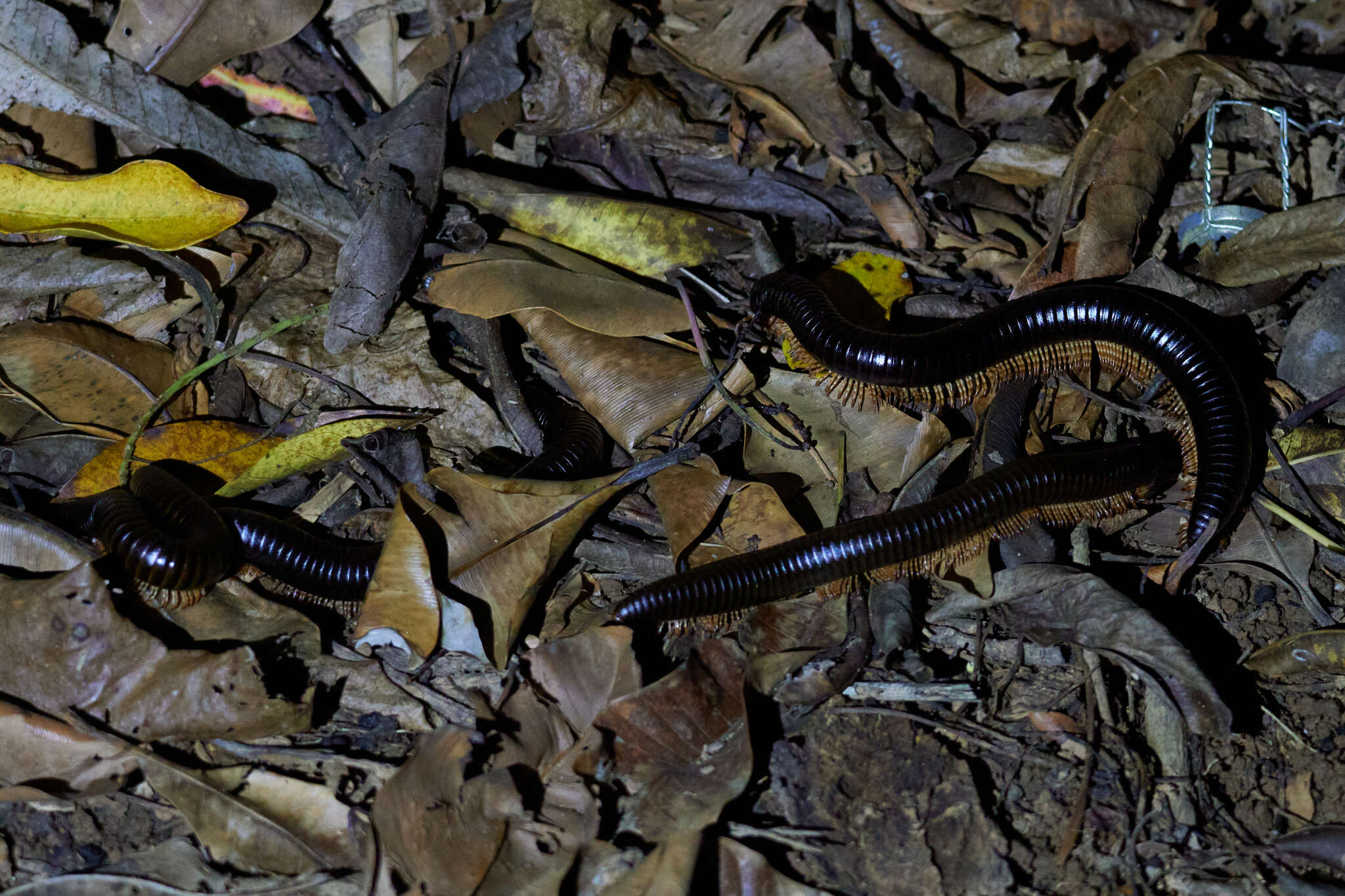 Image de Sechelleptus seychellarum (Desjardins 1835)