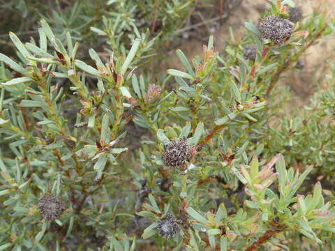 Image of Leucadendron brunioides var. flumenlupinum I. J. M. Williams