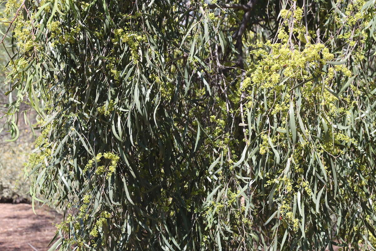 Image of Ventilago viminalis Hook.