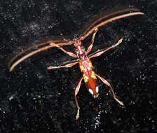 Image of Coptocercus multitrichus Wang 1995