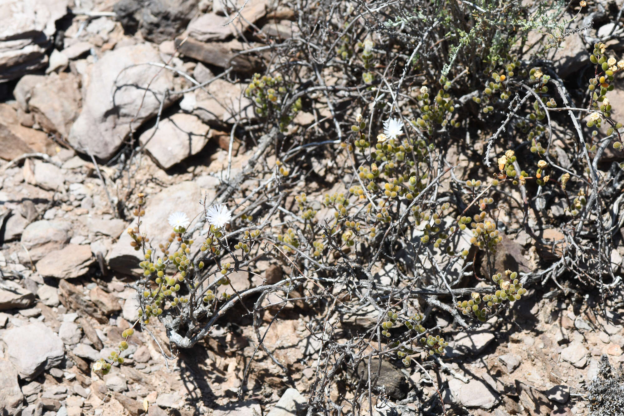 Imagem de Drosanthemum albiflorum (L. Bol.) Schwant.