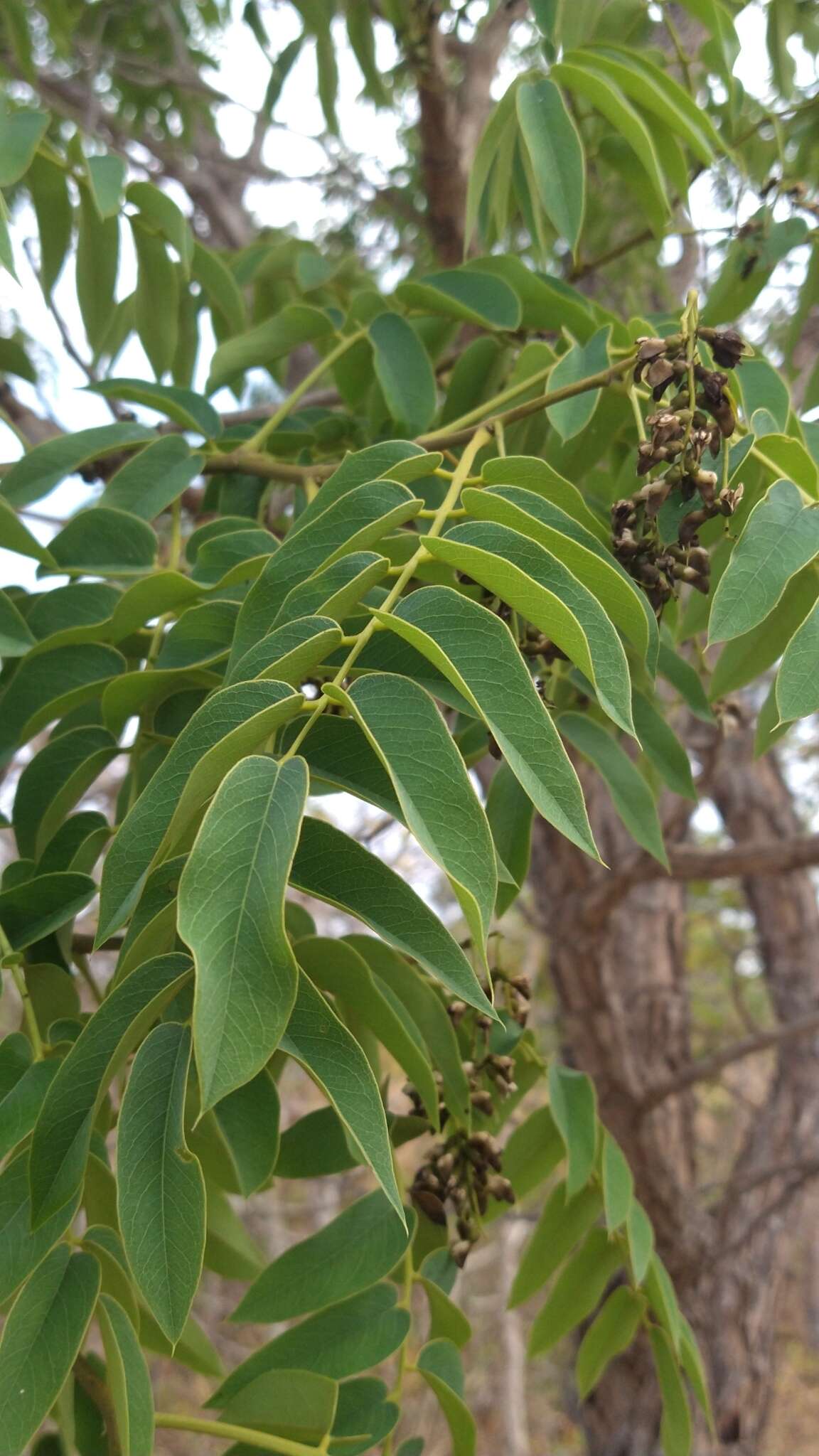 صورة Machaerium acutifolium Vogel