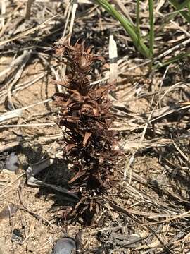 Image of Louisiana broomrape