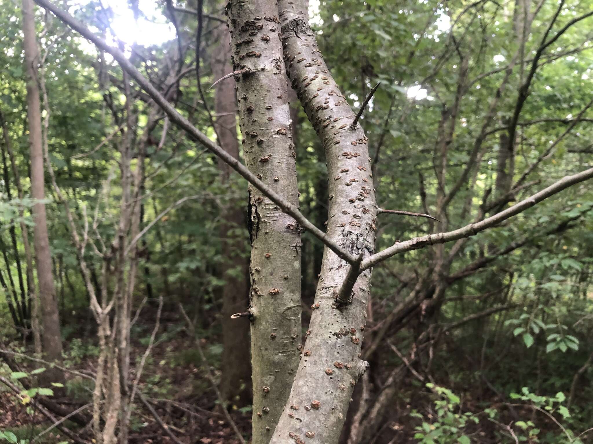 Sivun Crataegus calpodendron (Ehrh.) Medik. kuva