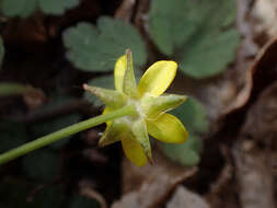 <i>Ranunculus <i>hispidus</i></i> var. hispidus的圖片