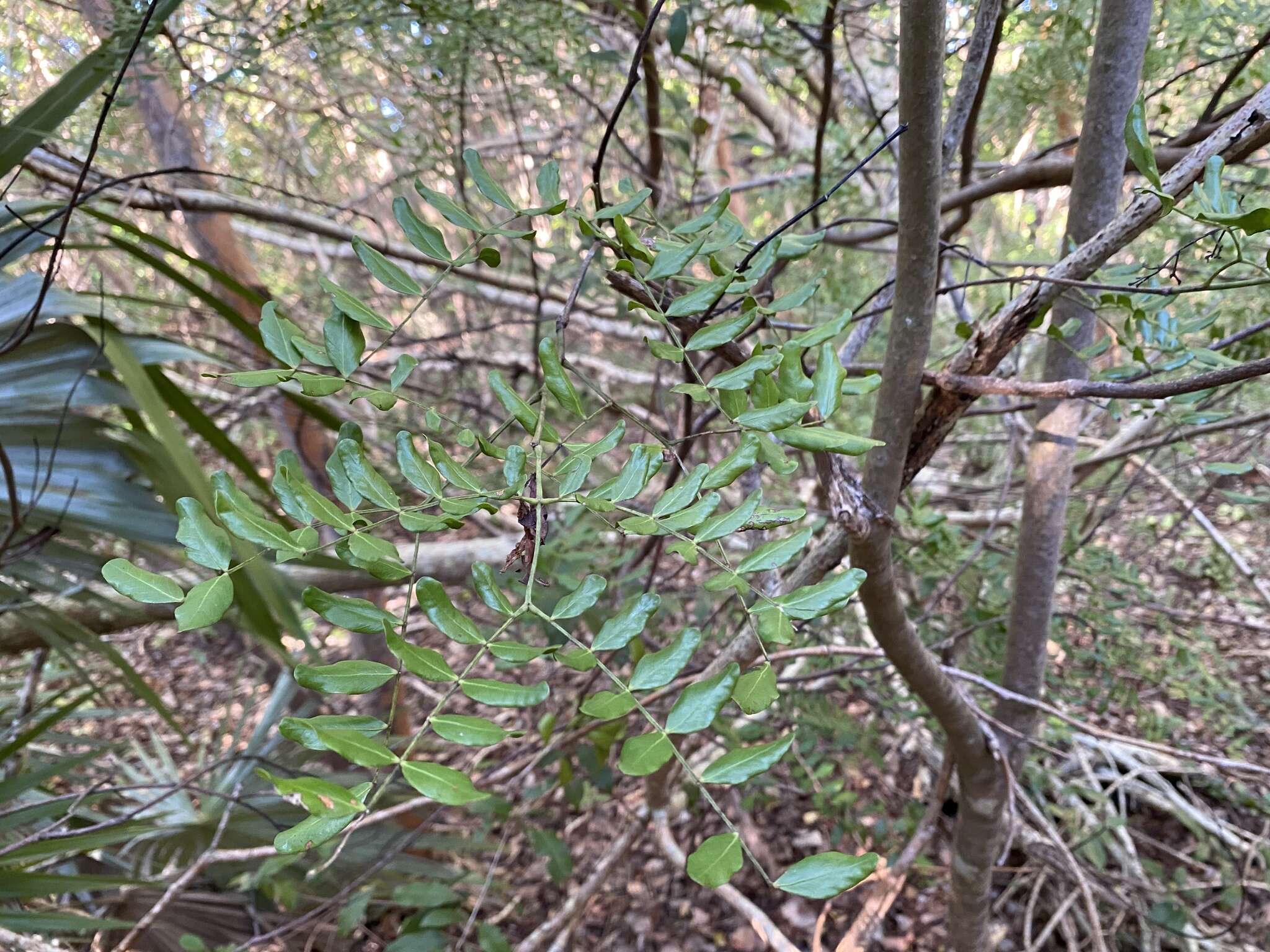 Vachellia choriophylla (Benth.) Seigler & Ebinger resmi