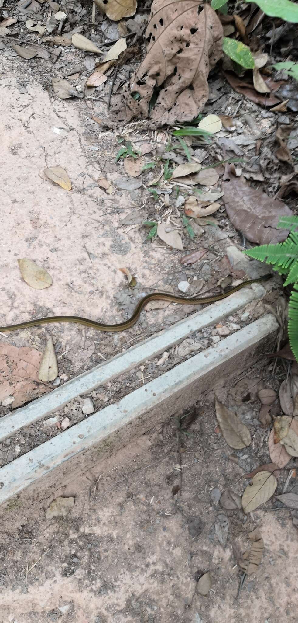 Image of Malayan Spotted Keelback Water Snake