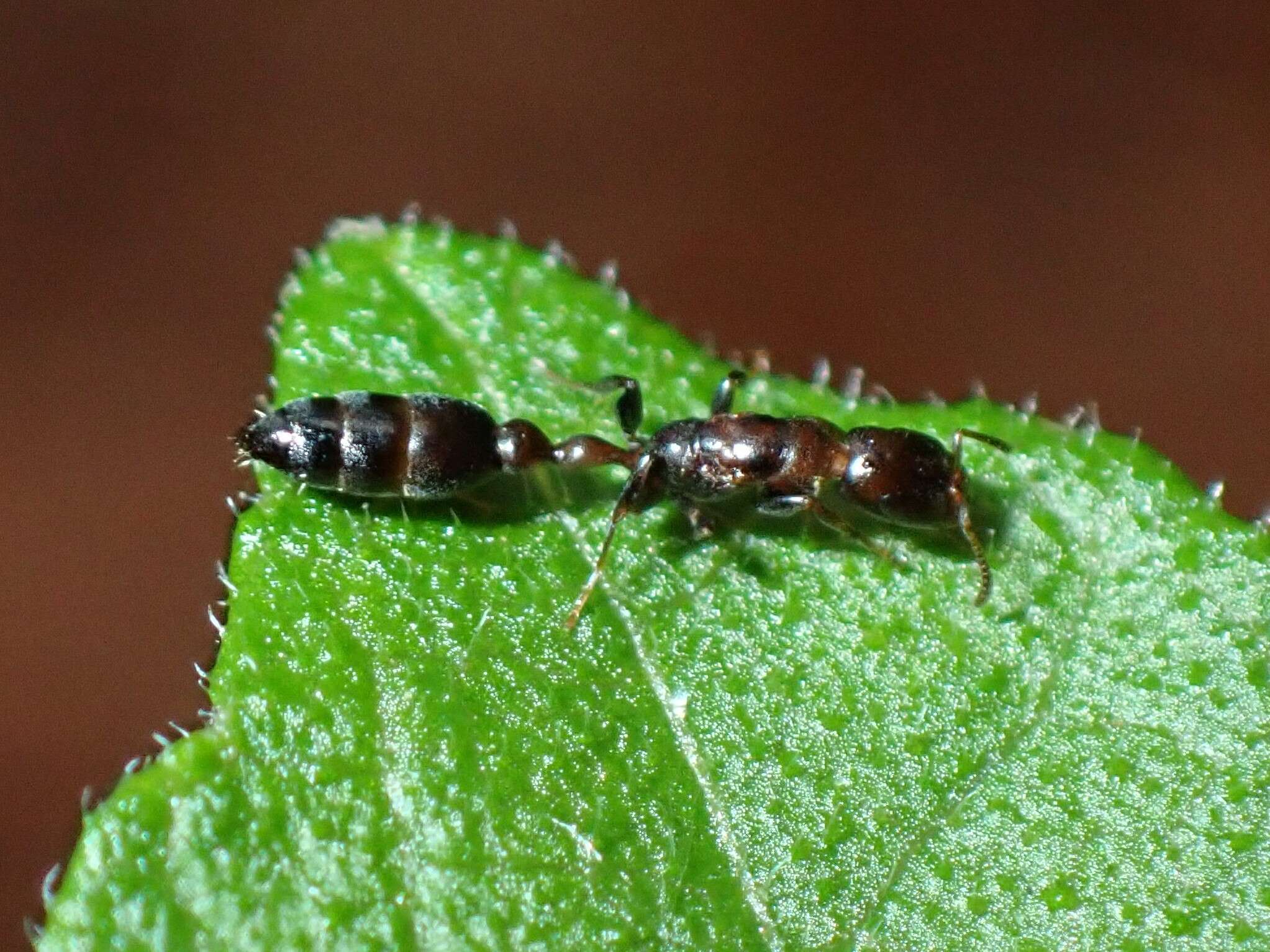 Image of Pseudomyrmex ejectus (Smith 1858)