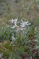 Image of Leontopodium campestre (Ledeb.) Hand.-Mazz.