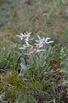 Image of Leontopodium campestre (Ledeb.) Hand.-Mazz.